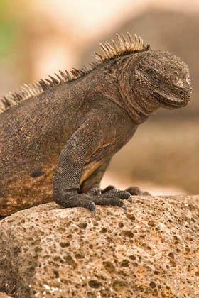 Marine Iguana (Santa Cruz  Amblyrhynchus cristatus hassi)