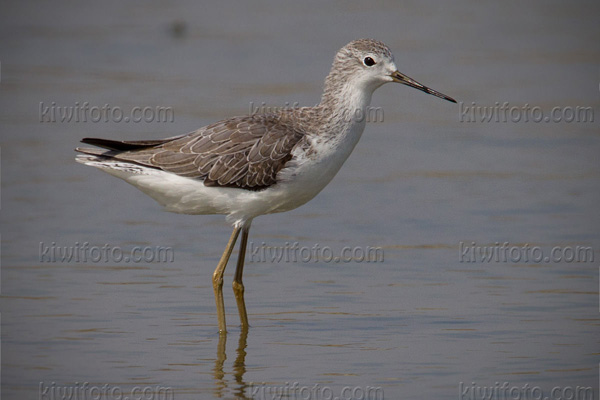 Marsh Sandpiper