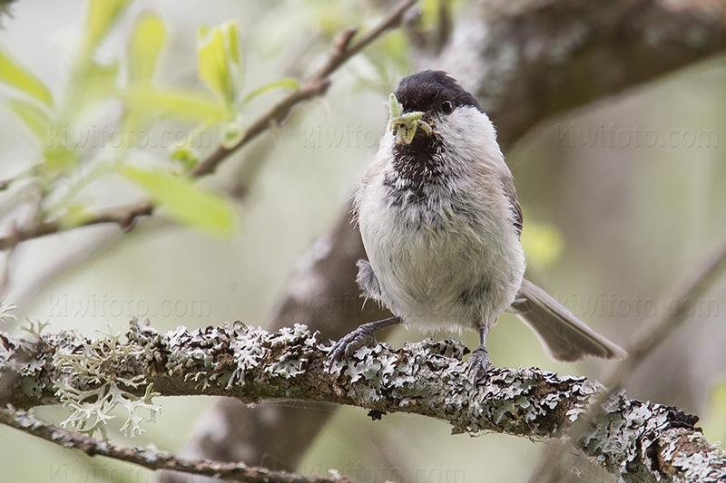 Marsh Tit Photo @ Kiwifoto.com