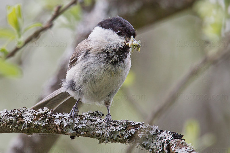 Marsh Tit Picture @ Kiwifoto.com