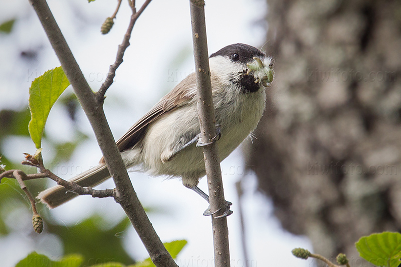 Marsh Tit Picture @ Kiwifoto.com