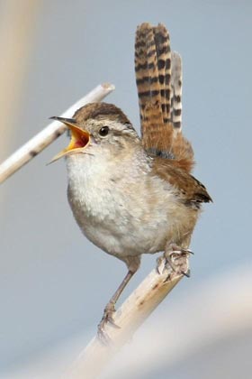 Marsh Wren Photo @ Kiwifoto.com