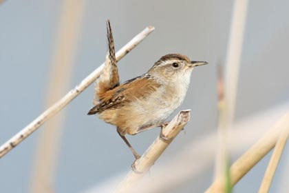 Marsh Wren Picture @ Kiwifoto.com