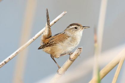 Marsh Wren Photo @ Kiwifoto.com