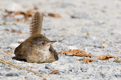 Marsh Wren