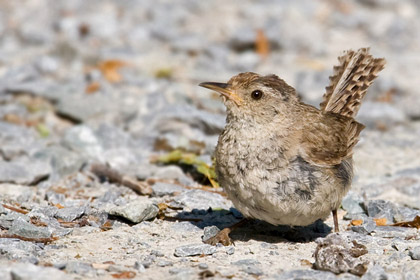 Marsh Wren Photo @ Kiwifoto.com