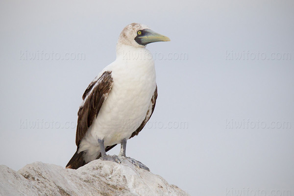 Masked Booby