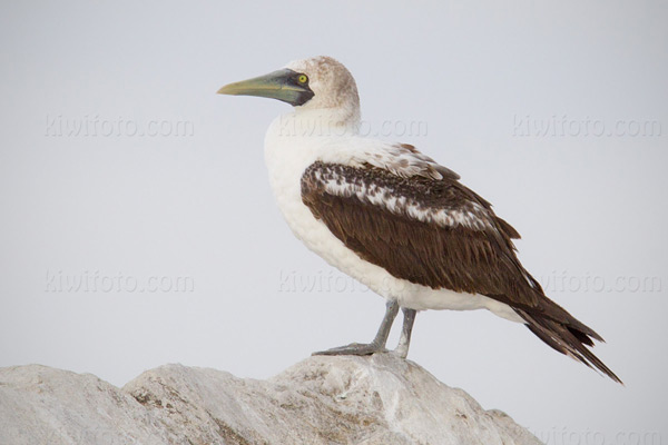 Masked Booby Photo @ Kiwifoto.com