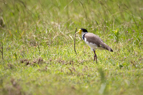 Masked Lapwing Image @ Kiwifoto.com