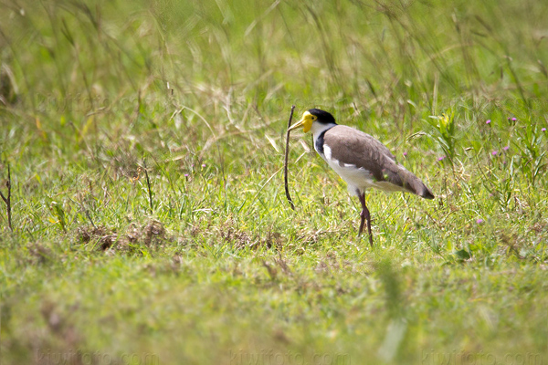 Masked Lapwing Picture @ Kiwifoto.com