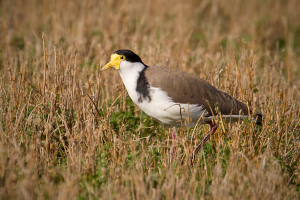 Masked Lapwing