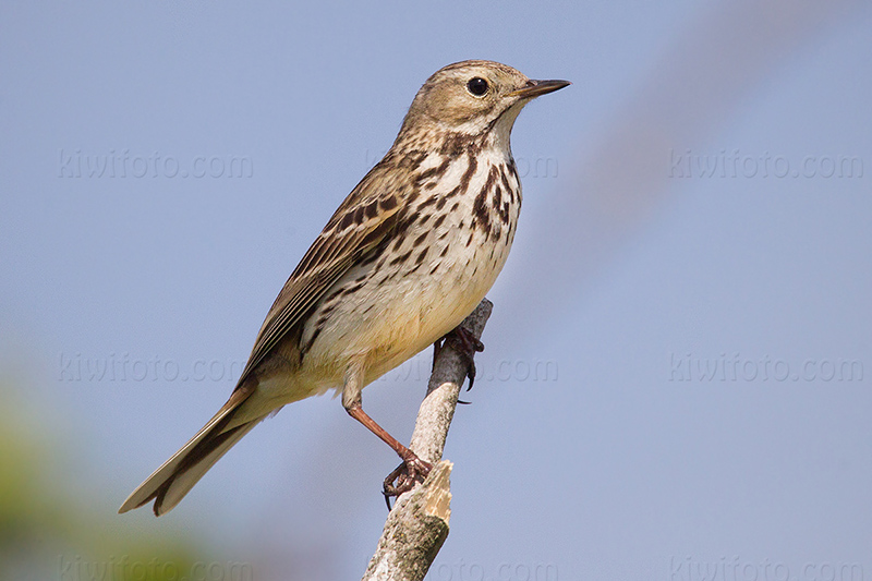 Meadow Pipit @ Falsterbo--South Flommen, Skåne län, Sweden