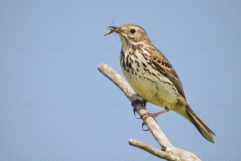 Meadow Pipit Image @ Kiwifoto.com