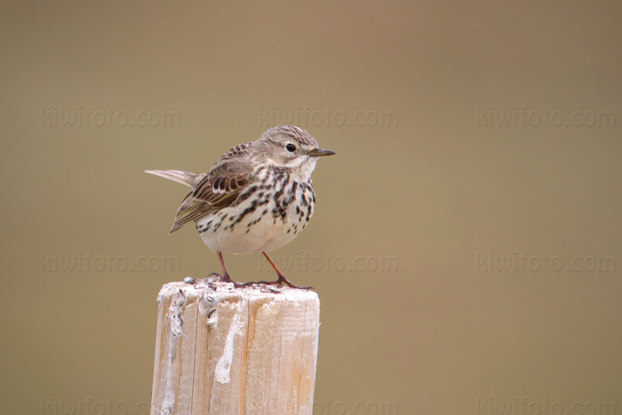 Meadow Pipit Image @ Kiwifoto.com