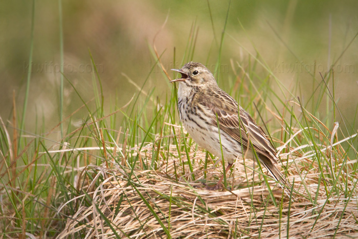 Meadow Pipit Image @ Kiwifoto.com