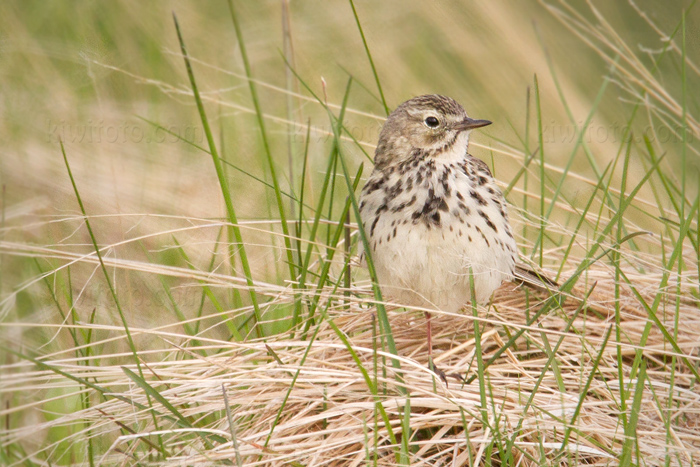 Meadow Pipit Photo @ Kiwifoto.com