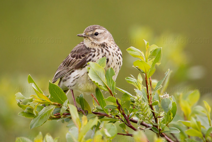 Meadow Pipit Picture @ Kiwifoto.com