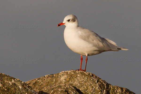 Mediterranean Gull Photo @ Kiwifoto.com