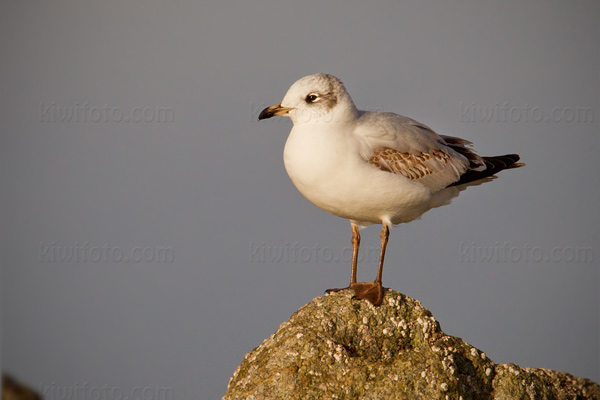 Mediterranean Gull Photo @ Kiwifoto.com