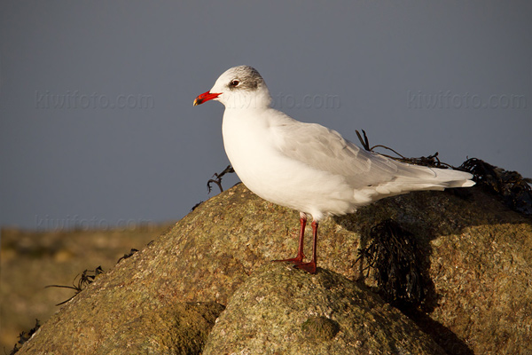 Mediterranean Gull Image @ Kiwifoto.com