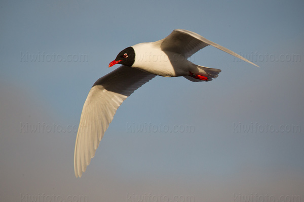 Mediterranean Gull Picture @ Kiwifoto.com