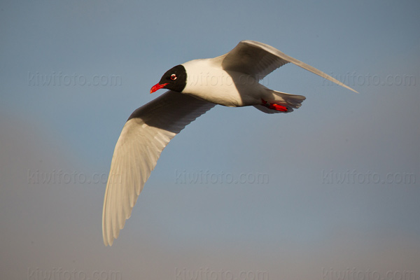 Mediterranean Gull Image @ Kiwifoto.com