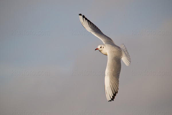 Mediterranean Gull Photo @ Kiwifoto.com