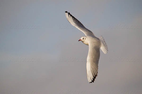 Mediterranean Gull Image @ Kiwifoto.com