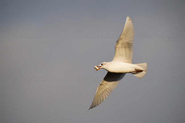 Mediterranean Gull Image @ Kiwifoto.com