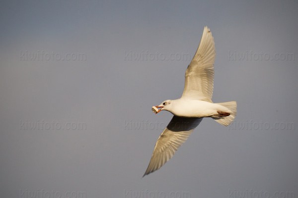 Mediterranean Gull Picture @ Kiwifoto.com