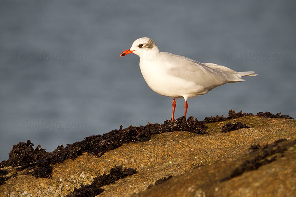 Mediterranean Gull Image @ Kiwifoto.com