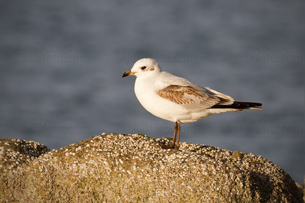 Mediterranean Gull Photo @ Kiwifoto.com