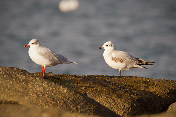 Mediterranean Gull Image @ Kiwifoto.com