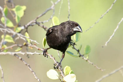 Medium Ground-finch Photo @ Kiwifoto.com