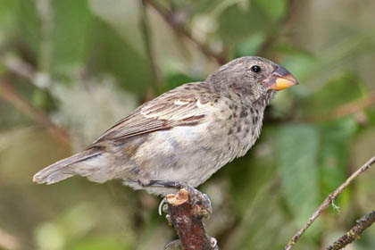 Medium Ground-finch Photo @ Kiwifoto.com