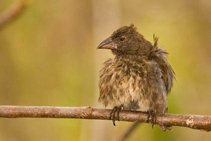 Medium Ground-finch Photo @ Kiwifoto.com