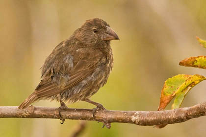 Medium Ground-finch Image @ Kiwifoto.com