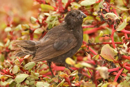 Medium Ground-finch Photo @ Kiwifoto.com