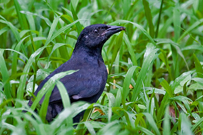 Melodious Blackbird Image @ Kiwifoto.com