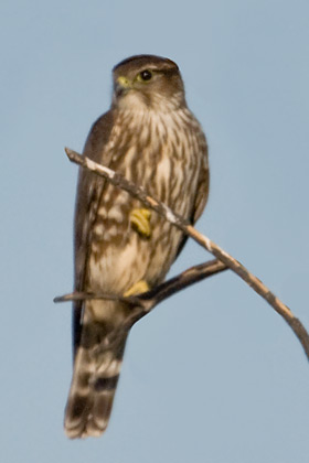 Merlin Picture @ Kiwifoto.com