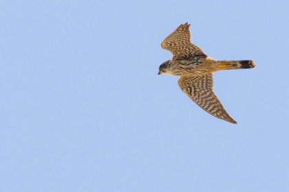 Merlin Picture @ Kiwifoto.com