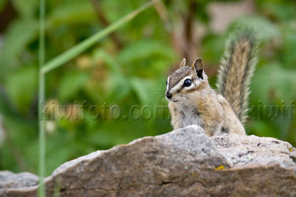 Merriam's Chipmunk Photo @ Kiwifoto.com