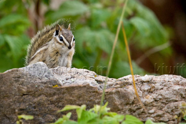 Merriam's Chipmunk Image @ Kiwifoto.com