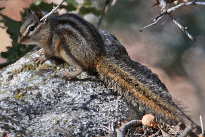 Merriam's Chipmunk Image @ Kiwifoto.com