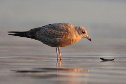 Mew Gull Image @ Kiwifoto.com