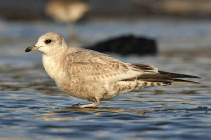 Mew Gull Photo @ Kiwifoto.com