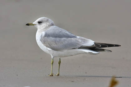 Mew Gull Image @ Kiwifoto.com