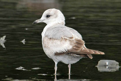 Mew Gull Image @ Kiwifoto.com