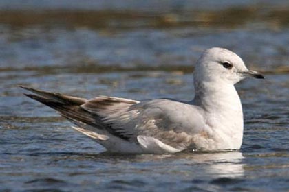 Mew Gull Image @ Kiwifoto.com