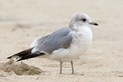 Mew Gull Image @ Kiwifoto.com